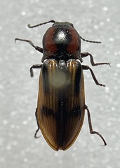 Selatosomus pulcher