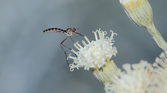 Dolichomyia coniocera