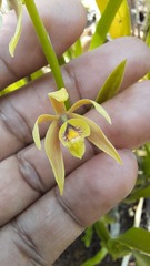 Prosthechea pterocarpa