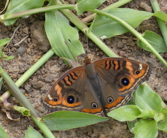 Junonia genoveva