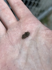 Dyslobus granicollis