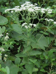 Eupatorium cordigerum