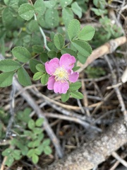 Rosa bridgesii
