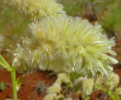 Ptilotus auriculifolius