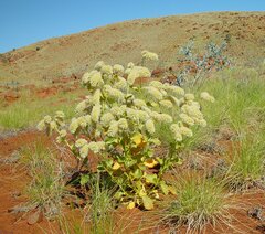 Ptilotus auriculifolius