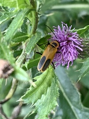 Chauliognathus pensylvanicus