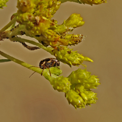 Cryptocephalus spurcus