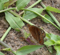 Junonia genoveva