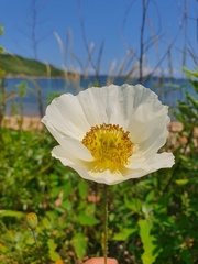 Papaver sokolovskajae