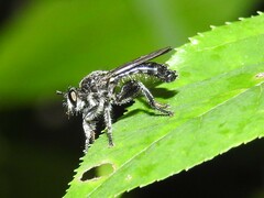 Laphria sicula
