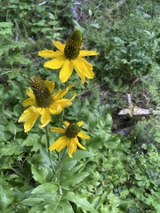 Rudbeckia californica