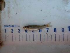 Notropis stramineus