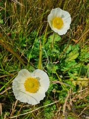 Papaver sokolovskajae