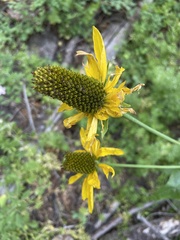Rudbeckia californica
