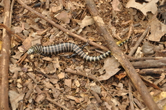 Diploglossus lessonae