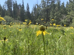 Rudbeckia californica