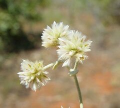 Ptilotus astrolasius