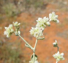 Ptilotus astrolasius