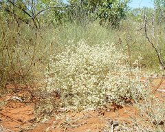 Ptilotus astrolasius