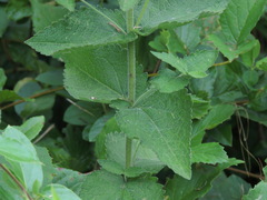 Eupatorium cordigerum