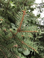 Picea