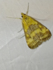 Pyrausta ostrinalis
