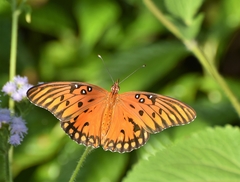 Dione vanillae