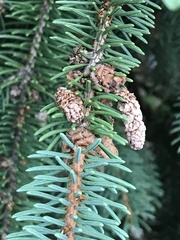 Picea