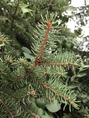 Picea