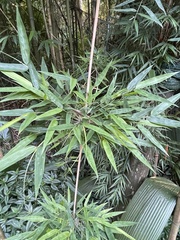 Merostachys claussenii