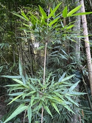 Merostachys claussenii