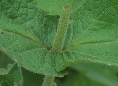 Eupatorium cordigerum