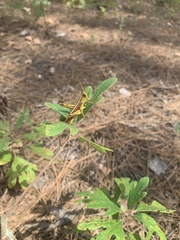 Schistocerca alutacea