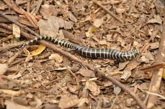 Diploglossus lessonae