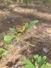 Schistocerca alutacea