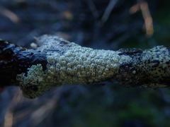 Pertusaria thiospoda