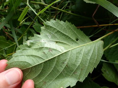 Phyllocnistis ampelopsiella