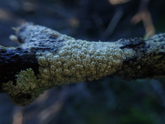 Pertusaria thiospoda