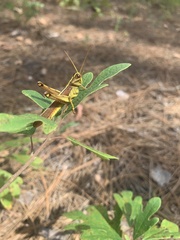 Schistocerca alutacea