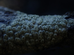 Pertusaria thiospoda