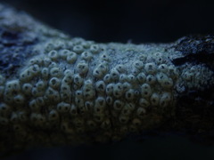 Pertusaria thiospoda