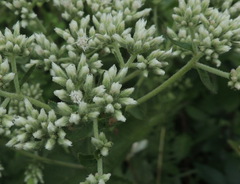Eupatorium cordigerum