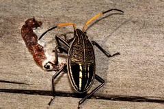 Poecilometis strigatus