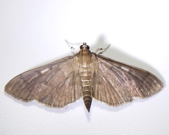 Herpetogramma sphingealis