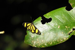 Cyllopoda claudicula