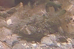 Heterocrypta granulata