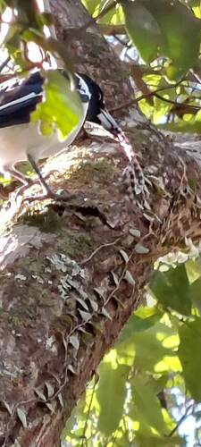 Eastern Bandy Bandy sighting