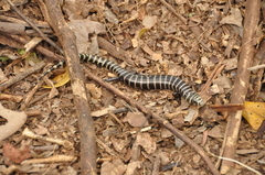 Diploglossus lessonae