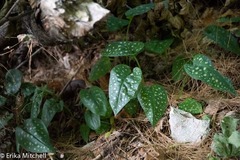 Pulmonaria saccharata
