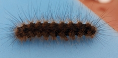 Lepidoptera